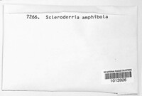 Pragmopora amphibola image
